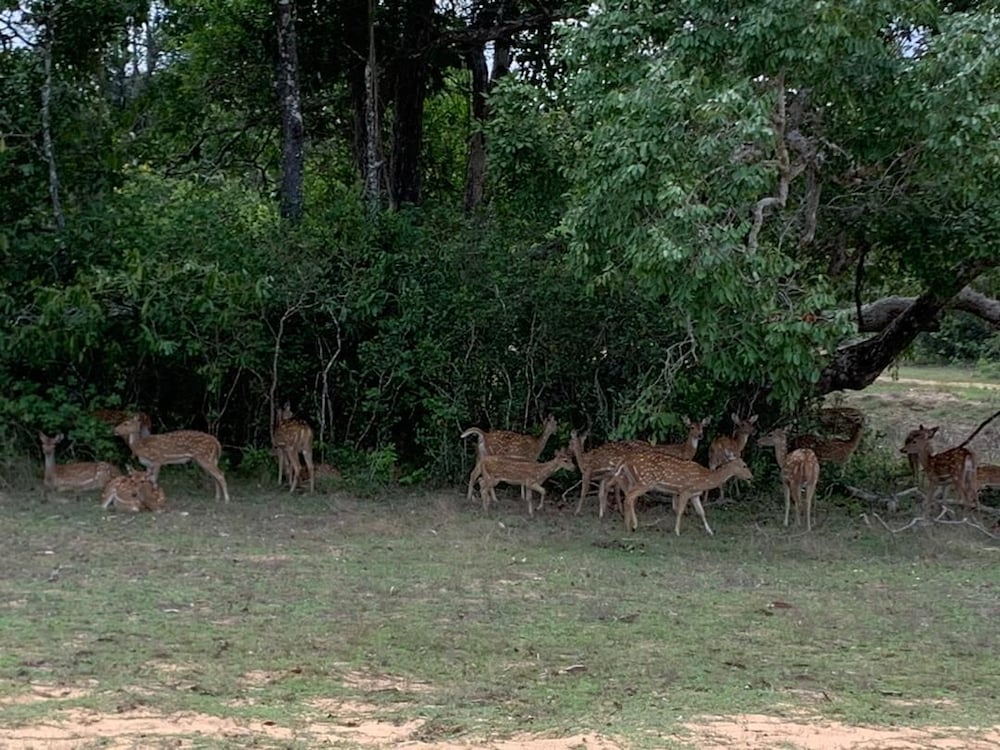 seth dev lagoon chalets kalpitiya