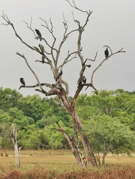 seth dev lagoon chalets kalpitiya