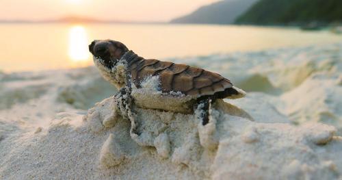 sinhagiri hotel and restaurant