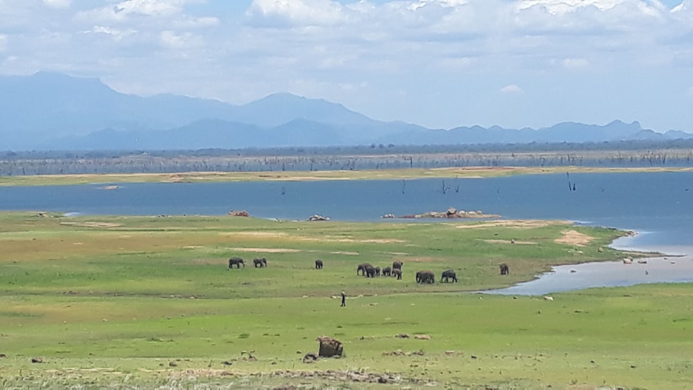 udawalawa