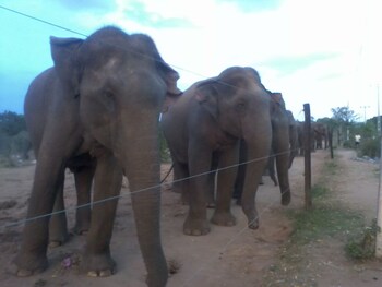 dinstar safari lodge udawalawa