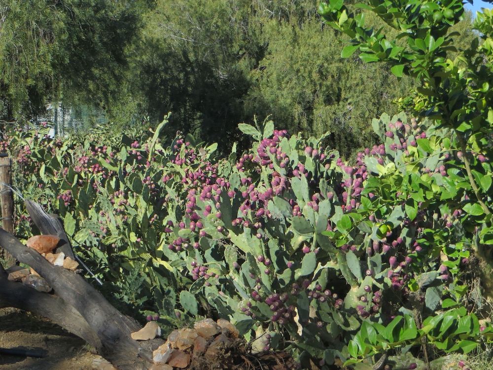 corona guest farm