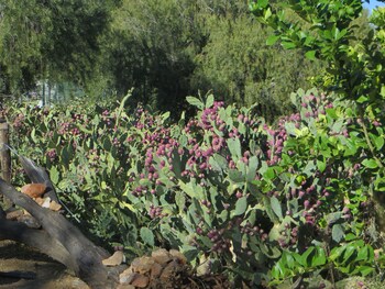 corona guest farm