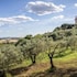 cerreto guidi