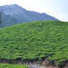 munnar