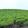 munnar