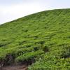 munnar