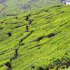 munnar