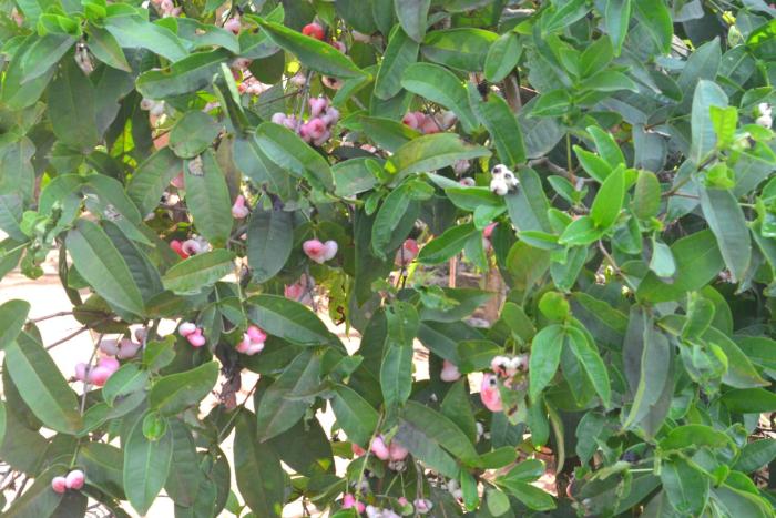 arabian nights munnar