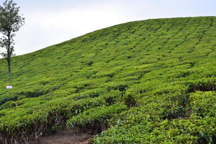 munnar