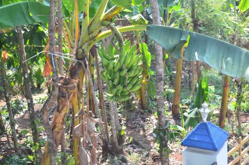 arabian nights munnar