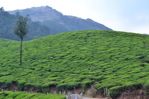munnar
