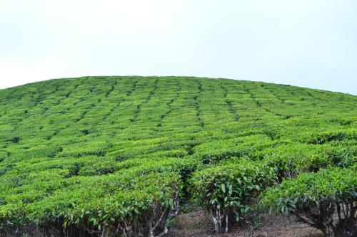 munnar