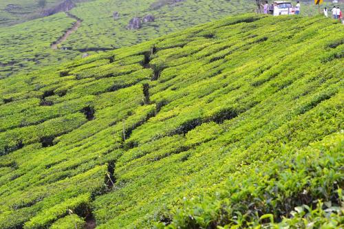 munnar