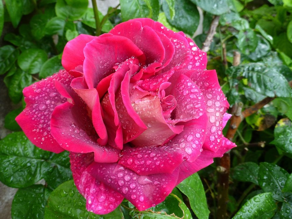 le manoir de magneville