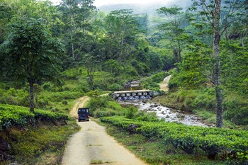 wild glamping