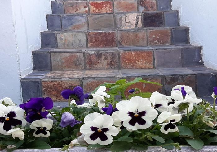 the greenhouse guesthouse