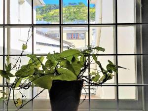 the greenhouse guesthouse