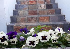 the greenhouse guesthouse