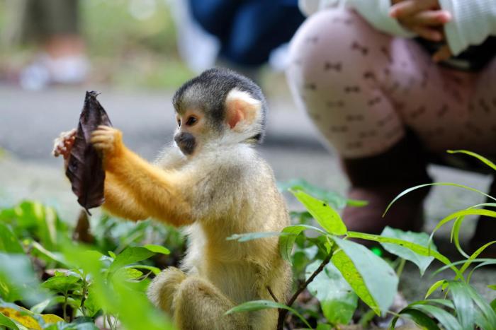 the breakfast hotel marche ishigakijima