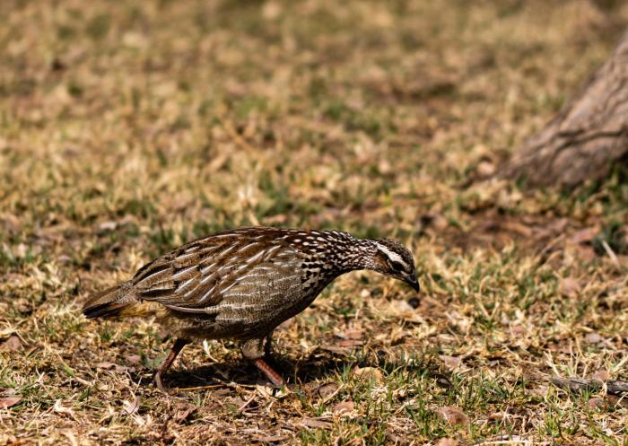 tshikwalo game lodge