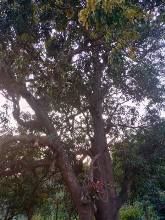 goa