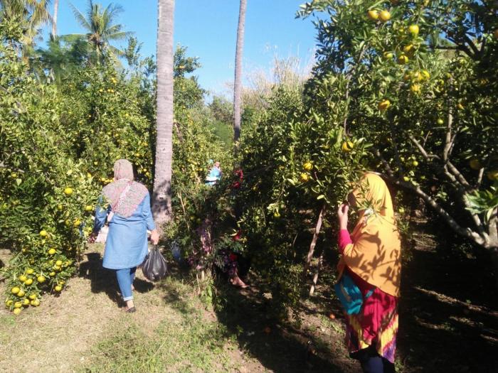 buana ecofarm hostel