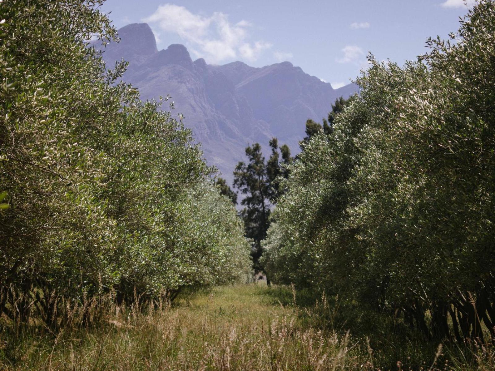 duikersdrift winelands country escape