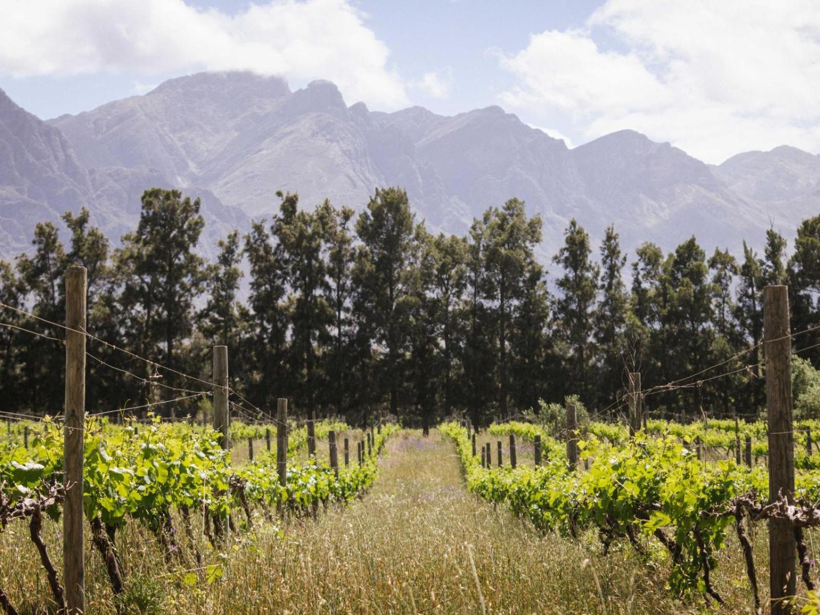 duikersdrift winelands country escape