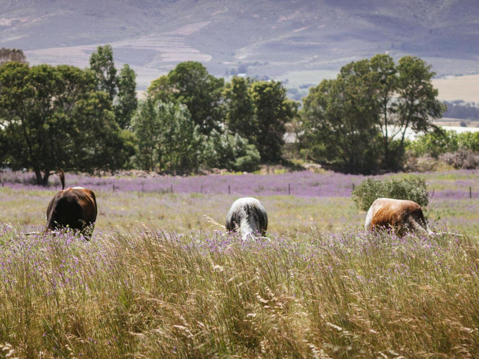 duikersdrift winelands country escape