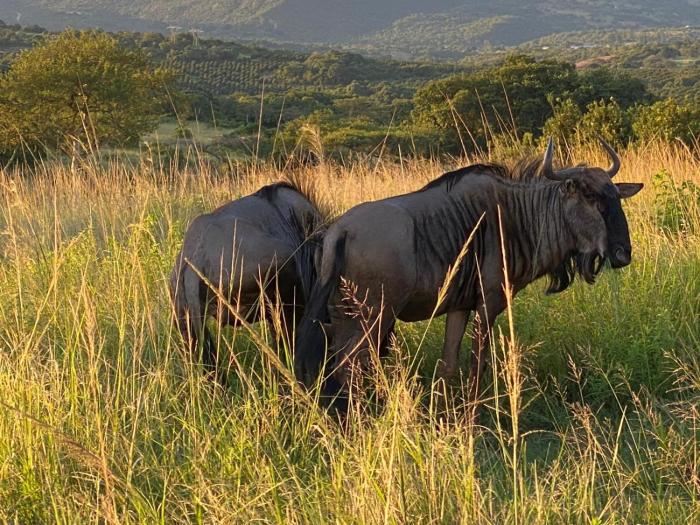 ndhula luxury tented lodge