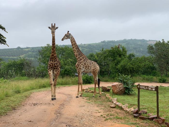 ndhula luxury tented lodge