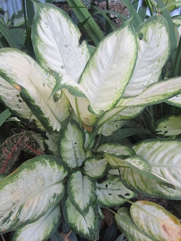 islandfront cottages