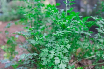 pousada golf village