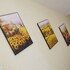 golden forest homestay