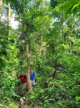 golden forest homestay