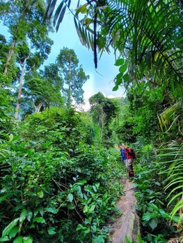 golden forest homestay