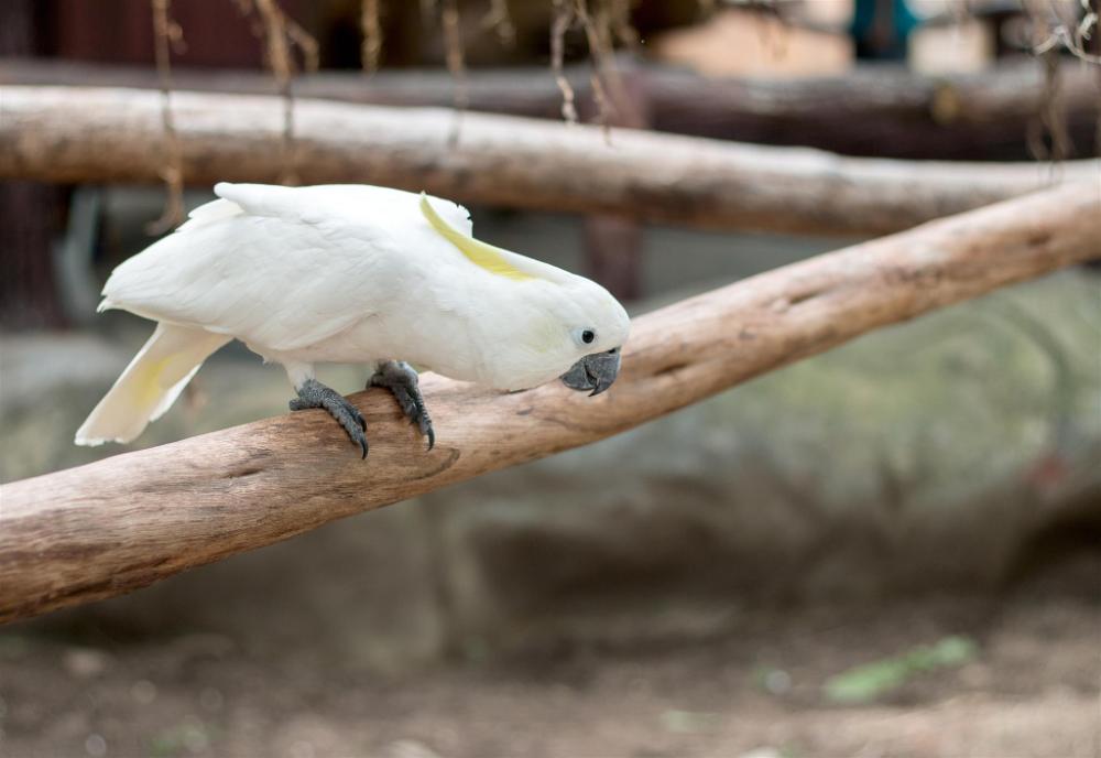 la galleon suites hotel