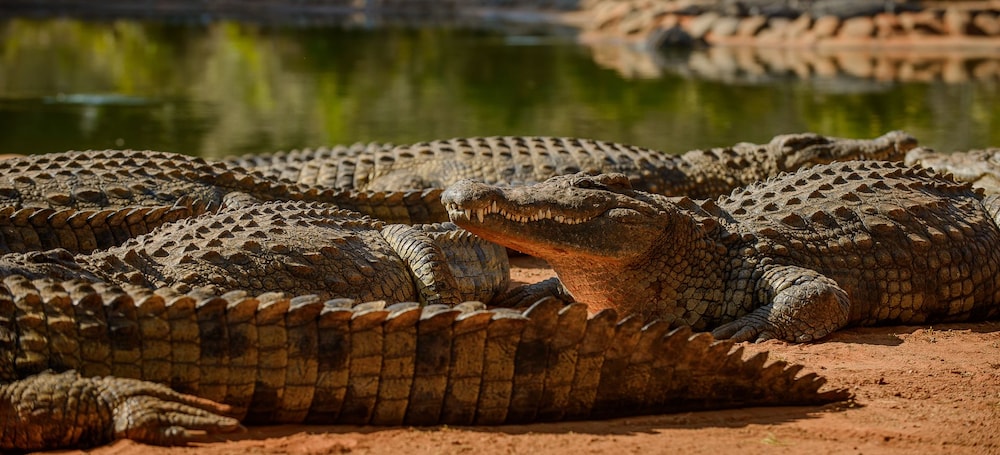 ashbourne country escape