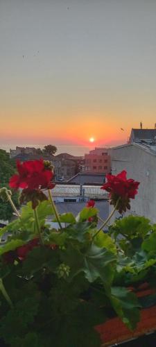 villa anticus adults only