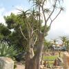 aloe ridge
