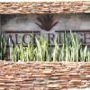 aloe ridge