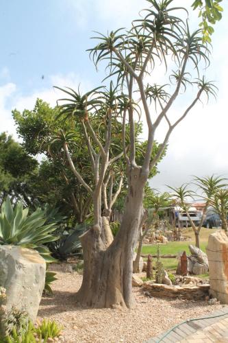aloe ridge