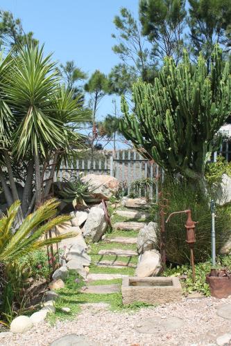 aloe ridge