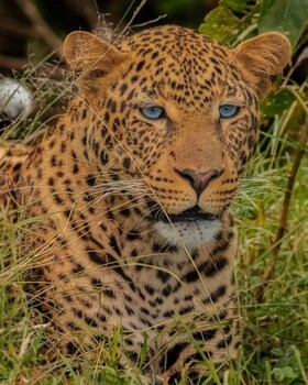 the mara big five camp