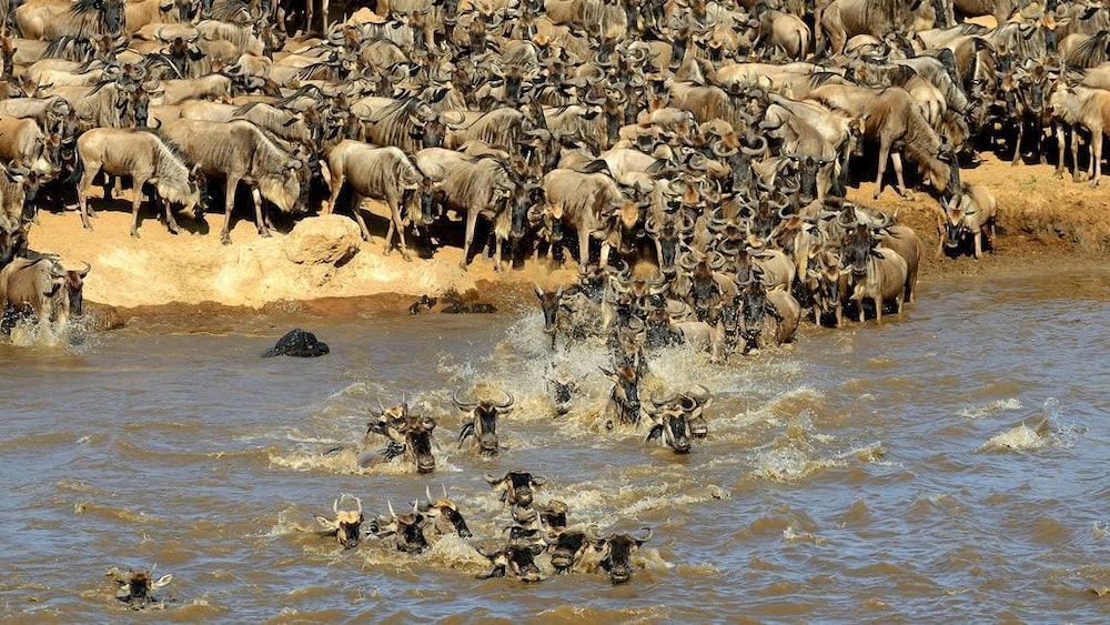 the mara big five camp