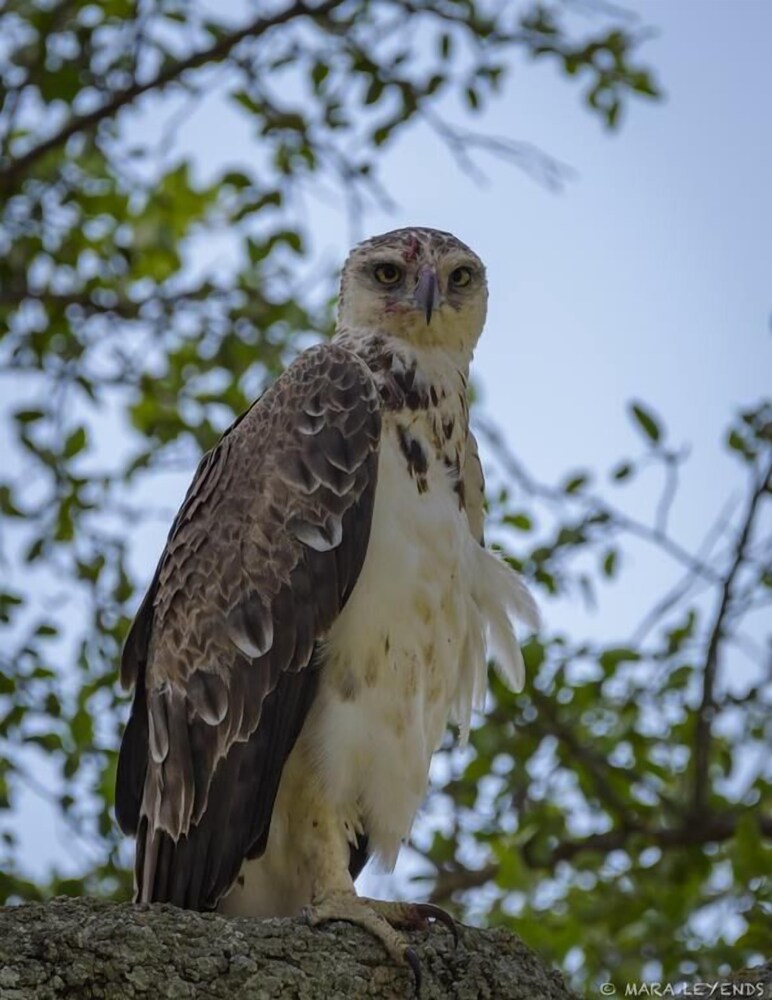 the mara big five camp