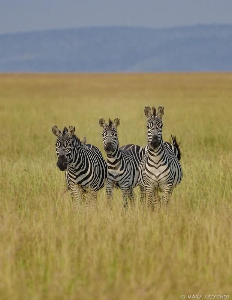 the mara big five camp