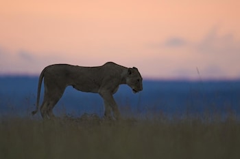 the mara big five camp