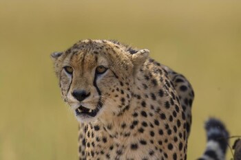 the mara big five camp